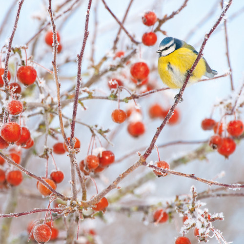 WT91480 - Blue Tit and Berries (winter) (TWT, 6 bagged blank cards)