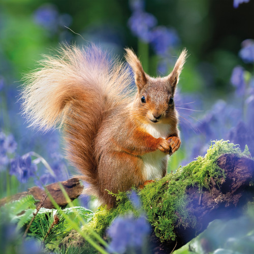 WT91481 - Red Squirrel (TWT, 6 unbagged blank cards)