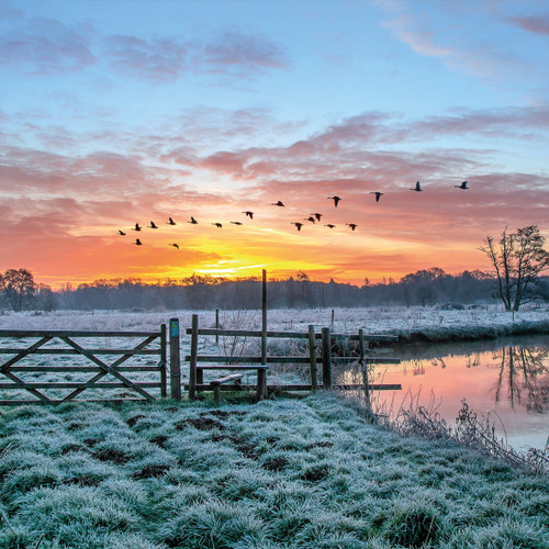 WT91486 - Frosty Morning (TWT, 6 unbagged blank cards)