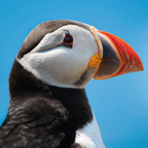 WT91474 - Puffin (TWT, 6 unbagged blank cards)