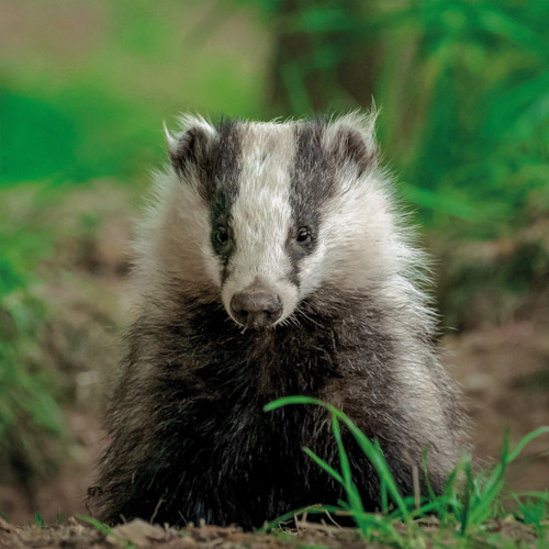 WT91483 - Badger (TWT, 6 unbagged blank cards)