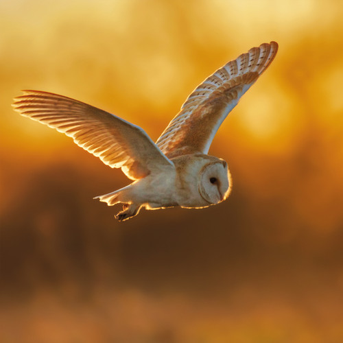WT91485 - Barn Owl (TWT, 6 unbagged blank cards)