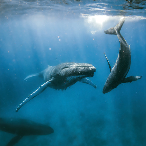 WT91487 - Humpback Whales (TWT, 6 unbagged blank cards)