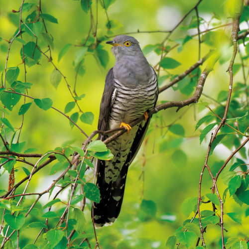 WT91490 - Cuckoo (TWT, 6 unbagged blank cards)