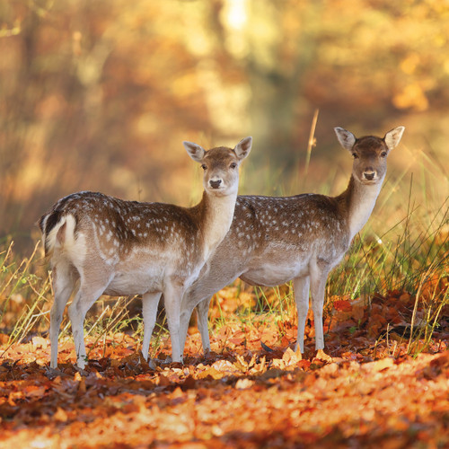WT91492 - Fallow Deer (TWT, 6 unbagged blank cards)