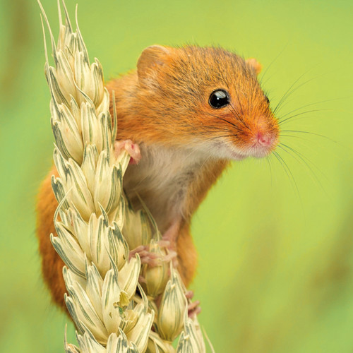 WT91495 - Harvest Mouse (TWT, 6 unbagged blank cards)