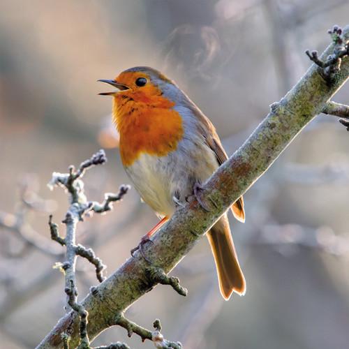 WT91478 - Singing Robin (winter) (TWT, 6 unbagged blank cards)