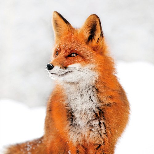 WT91479 - Red Fox Portrait (winter) (TWT, 6 unbagged blank cards)