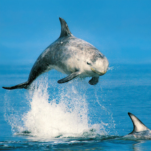 WT91348 - Risso's Dolphin (TWT, 6 unbagged blank cards)