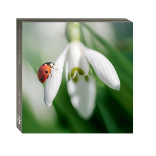 Spring Wallets