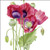 BS77413 - Poppies (6 bagged blank cards)