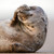 WT91328 - Grey Seal (TWT, 6 bagged blank cards)