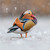 TWT91111 - Mandarin 8pk (TWT, 6 Christmas packs)
