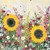 JM94137 - Sunflowers and Daisies (6 unbagged blank cards)