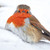 WT91093 - Robin 10pk (TWT, 6 Christmas packs)