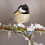 TWT91089 - Coal Tit 8pk (TWT, 6 Christmas packs) - LIMITED STOCK