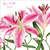 BS77257G - Stargazers (6 unbagged get well cards)