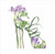 BS77314 - Freesia Shoe (6 bagged blank cards)
