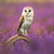 WT91451 - Barn Owl (TWT, 6 unbagged blank cards)