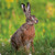 WT91442 - Brown Hare (TWT, 6 bagged blank cards)