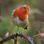 WT91453 - Robin on Bramble (TWT, 6 bagged blank cards)