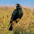 WT91456 - Chough (TWT, 6 bagged blank cards)