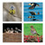 WAL91166 - TWT British Birds (6 wallets)