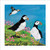 AS96360 - Clifftop Puffins (6 bagged blank cards)