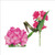 BS77013- Rhododendron Slipper (6 bagged blank cards)