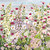 JM94512 - Secret Garden (6 unbagged blank cards)