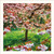 SM25001 - Cherry Blossom (6 unbagged blank cards)