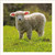 SM25006 - Devon and Cornwall Longwool (6 unbagged blank cards)