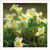 SM25013 - Primroses (6 unbagged blank cards)