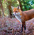 WT91466 - Red Fox (TWT, 6 bagged blank cards)