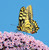 WT91467 - Swallowtail Butterfly (TWT, 6 bagged blank cards)
