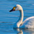 WT91469 - Bewicks Swan (TWT, 6 unbagged blank cards)