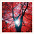 SM25031 - Sunburst & Copper Beech (6 unbagged blank cards)