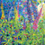 SR85566 - Lupins (6 bagged blank cards)