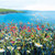 CH33557 - u - All the Wild Flowers (6 unbagged blank cards)