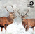 TWT91011 - 2026 Wildlife Trust mixed 153mm pack 10pk (TWT, 6 Christmas packs)