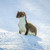 TWT91015 - Stoat 8pk (TWT, 6 Christmas packs)