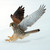 TWT91016 - Kestrel 8pk (TWT, 6 Christmas packs)