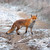 WT91019 - Fox 10pk (TWT, 6 Christmas packs)