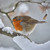 WT91020 - Robin 10pk (TWT, 6 Christmas packs)