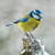 WT91014 - Blue Tit 10pk (TWT, 6 Christmas packs)