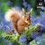 The Wildlife Trusts 2027 Calendar (6 unbagged calendars)