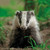 WT91483 - Badger (TWT, 6 bagged blank cards)