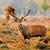 WT91484 - Red Deer  (TWT, 6 bagged blank cards)