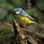 WT91491 - Blue tit    (TWT, 6 bagged blank cards)