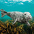 WT91472 - Grey Seal (TWT, 6 unbagged blank cards)